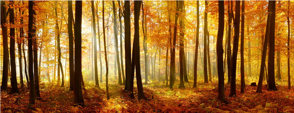 Autumn sunlight streaming through a healthy forest on Planet Earth.