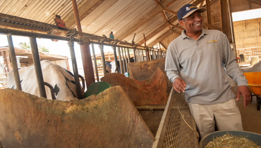 UC Davis Professor Ermias Keberab studies seaweed diet for cows (UCD).